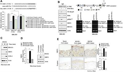 HDAC6 and CXCL13 Mediate Atopic Dermatitis by Regulating Cellular Interactions and Expression Levels of miR-9 and SIRT1